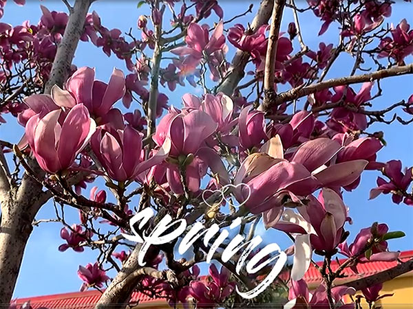 洛陽(yáng)養(yǎng)老公寓-視頻